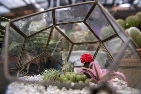 Selama Pandemi Penjualan Kaktus Mini Meningkat