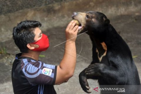 Bersahabat Dengan Beruang Madu