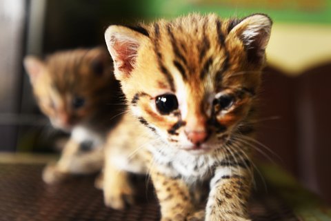 Petugas BKSDA Banten amankan kucing kuwuk