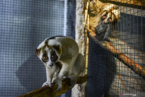 KSDA Ciamis amankan satwa dilindungi