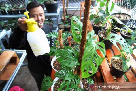 Ekspor Tanaman Hias Meningkat Selama Pandemi