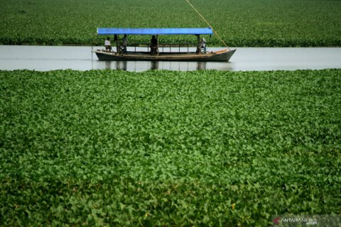 Sungai Jeneberang dipenuhi eceng gondok, di Gowa