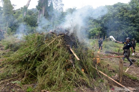 Pemusnahan lahan ganja siap panen