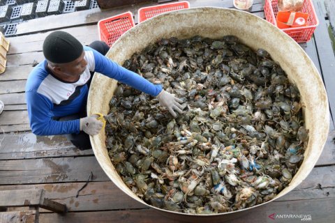 Permintaan kepiting soka beranjak normal