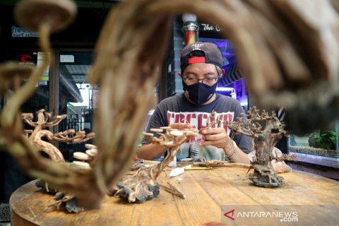 Pembuatan bonsai untuk aquascape