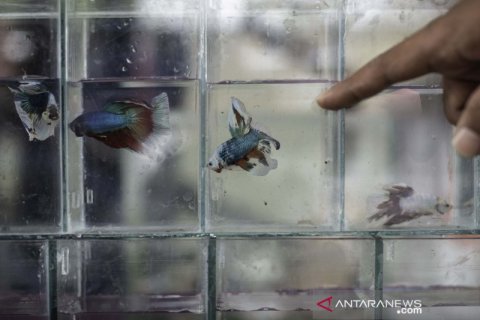 Pameran ikan cupang
