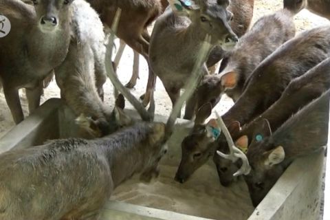 Mengintip penangkaran Rusa Timor di Hutan Bunder