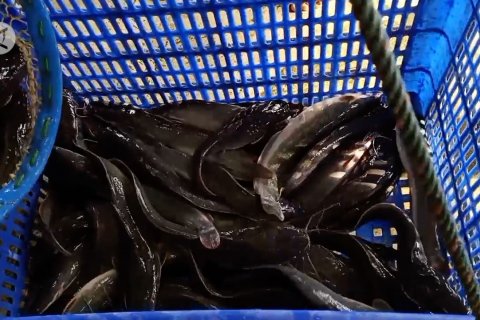 Panen lele produktif dan efisien, dengan alat pakan otomatis 