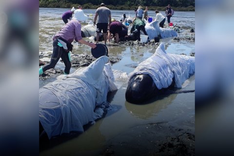 Belasan paus mati terdampar di pantai Selandia Baru