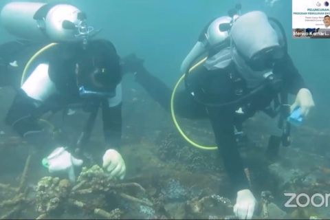 Program restorasi terumbu karang Bali serap 11 ribu pekerja