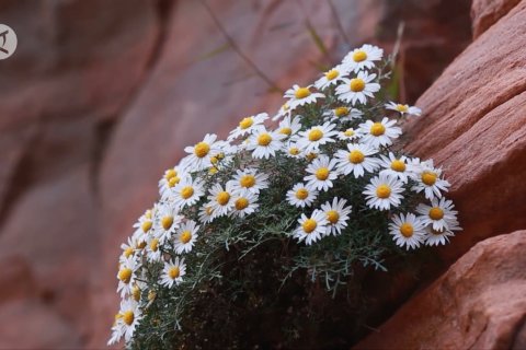Bunga krisan bermekaran di tebing Pegunungan Taihang