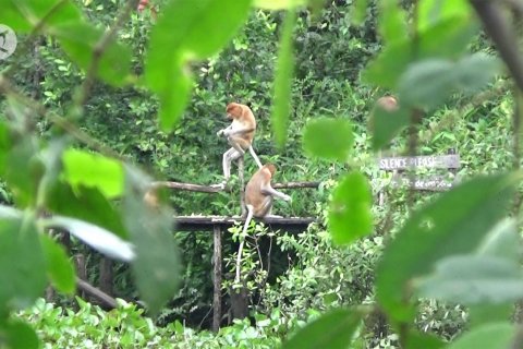 Mengamati koloni bekantan di ekowisata minat khusus Pulau Curiak