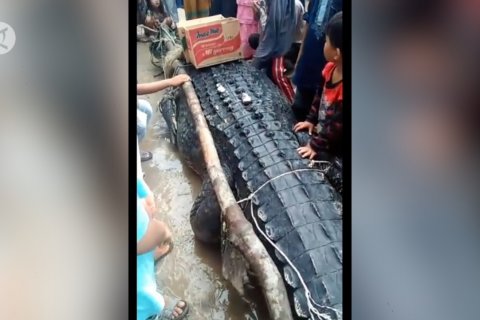 Warga Bangka Tengah tarik buaya raksasa dari sungai