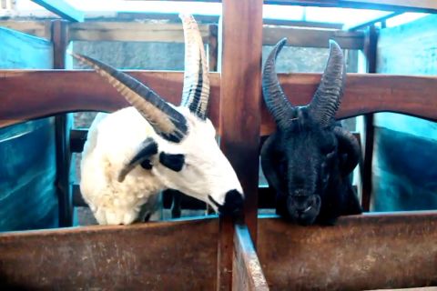 Unik, kambing bertanduk empat seharga Rp200 juta