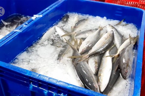 Permintaan tuna olahan dan ikan beku meningkat