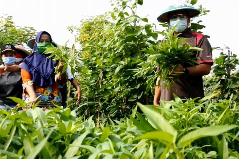 PSBB di Kota Tangerang dukung ketahanan pangan