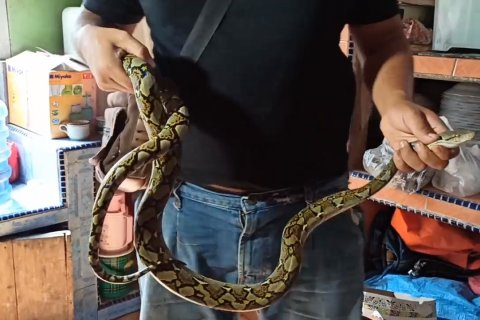 Waspada musim hujan, musim ular bereproduksi