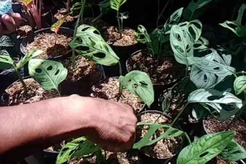 Janda bolong diburu pencinta tanaman