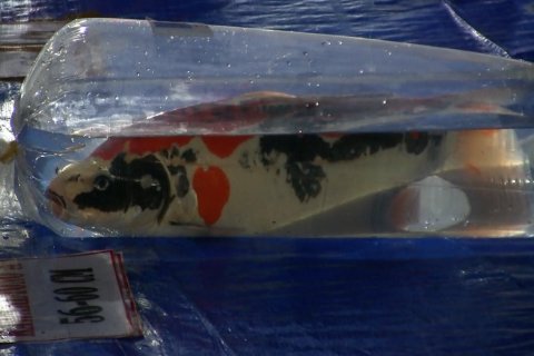 Kota Bandung gelar lomba ikan koi terbesar