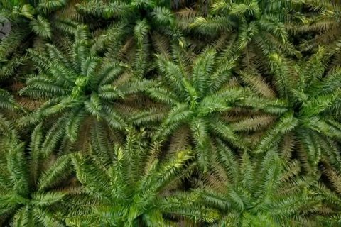 Sawit penopang ekonomi Riau ditengah pandemi