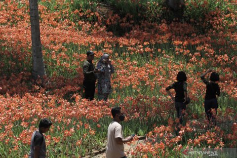 Wisata di kebun bunga Amarilis