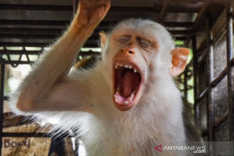 Kera albino jadi korban perdagangan satwa