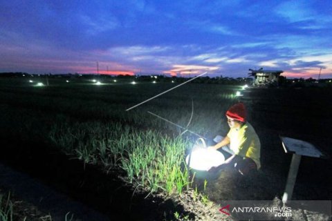 Lampu Perangkap Hama Serangga