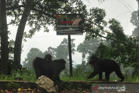 Kera Hitam Sulawesi