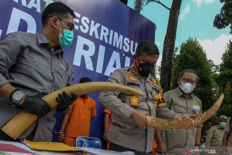 Pengungkapan kasus jual beli gadung gajah