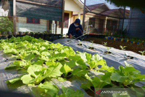 Budi Daya Tanaman Kebun Di Halaman rumah