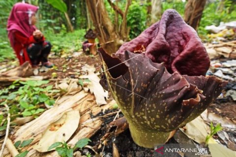 Bunga Bangkai Mekar Di Kebun Warga