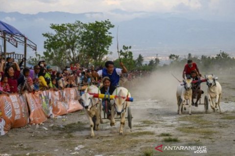 Tradisi karapan sapi usai panen raya di Sigi