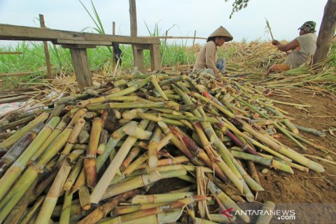 Bank BJB bersama PT RNI salurkan kredit untuk petani tebu senilai Rp150 miliar