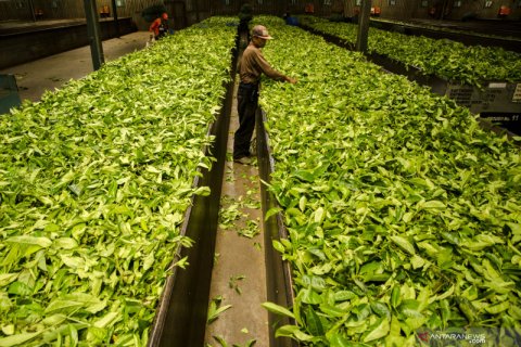 Pabrik penghasil teh hitam terbaik di Indonesia