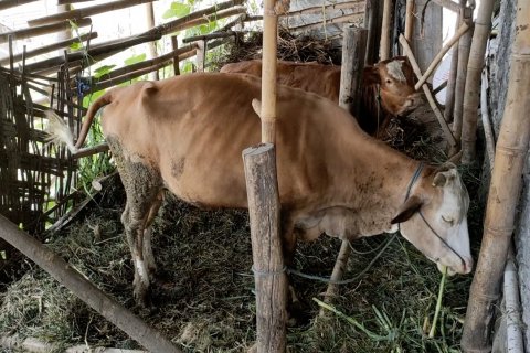 Siaga erupsi, warga lereng Merapi jual hewan ternak