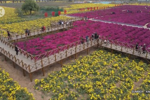 Menyambut musim panen krisan di Kota Handan