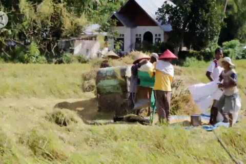 ​​​​​​​Pergeseran puncak panen jadi faktor penurunan pertanian Sumbar