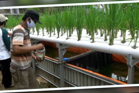 Kelola teknik tanam hidroponik dengan budi daya lele