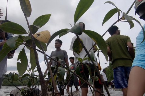 Aksi anak muda Gane Dalam tanam 100 bibit bakau