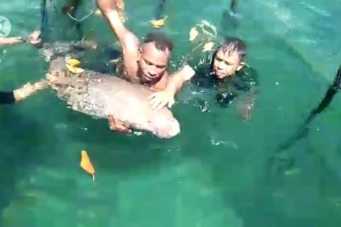 BKSDA Sultra evakuasi duyung terluka di Konawe Kepulauan