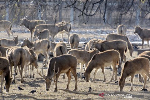 Pelepasliaran rusa langka khas China