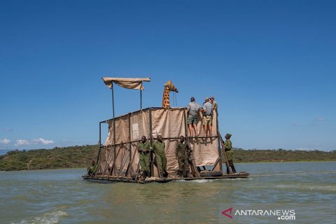 Upaya evakuasi jerapah yang terendam banjir di Kenya
