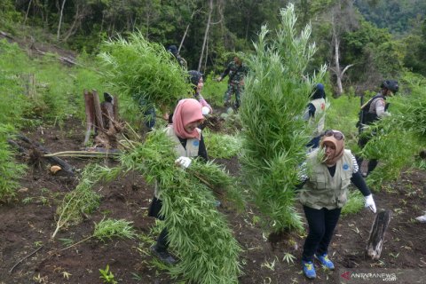Operasi pemusnahan ladang ganja
