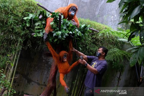 Patung orangutan untuk edukasi