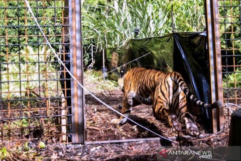 Pelepasliaran Harimau Sumatera Corina