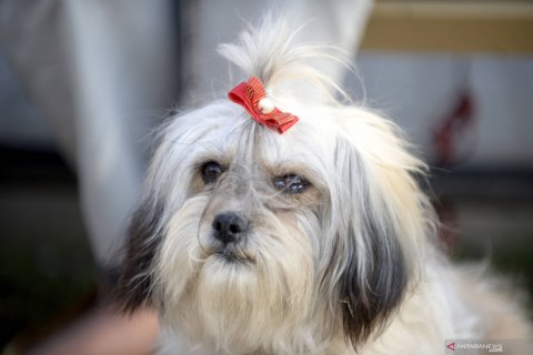 Pameran anjing di Rawalpindi, Pakistan