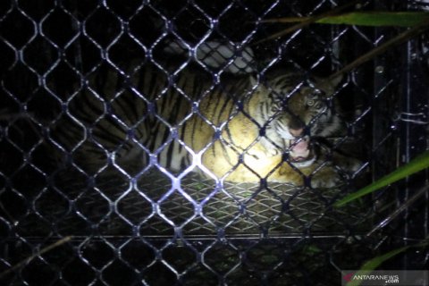 Evakuasi harimau Sumatera liar di Aceh