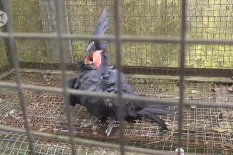 BKSDA Maluku terima 45 ekor burung endemik untuk dilepasliarkan