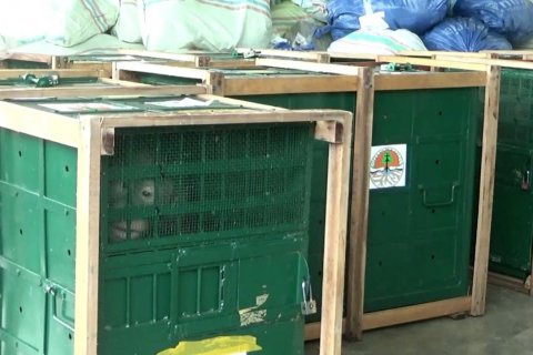 9 orangutan Sumatera hasil perdagangan ilegal kembali ke Sumut
