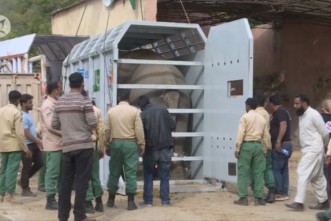 Gajah Asia satu-satunya di Pakistan akan nikmati hari tua di Kamboja